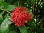 Elefantentrekking in Pang Nga Asia Safari Park Blume (TH).